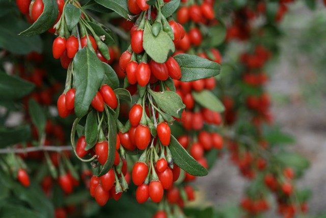 goji_berry2-rita_heroina
